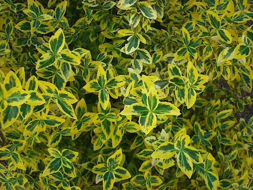Euonymus fortunei - Aranytarka kúszó kecskerágó