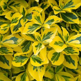   Euonymus fortunei EMERALD'N GOLD - Aranytarka kúszó kecskerágó