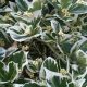 Euonymus fortunei GAIETY - Fehértarka kúszó kecskerágó