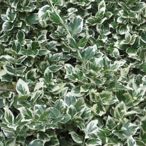 Euonymus fortunei GAIETY - Fehértarka kúszó kecskerágó