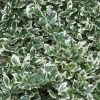 Euonymus fortunei GAIETY - Fehértarka kúszó kecskerágó