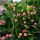 Euonymus japonicus - Japán kecskerágó
