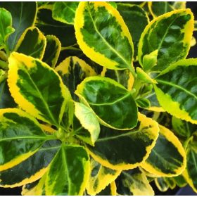   Euonymus japonicus OVATUS AUREUS - Aranytarka japán kecskerágó