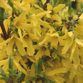   Forsythia viridissima WEBER'S BRONX - Törpe aranycserje (helytelenül: aranyeső, aranyvessző)