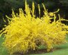 Forsythia viridissima WEBER'S BRONX - Törpe aranycserje (helytelenül: aranyeső, aranyvessző)