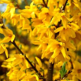   Forsythia x intermedia 'LYNWOOD' - Lynwood aranycserje (helytelenül: aranyeső, aranyvessző)