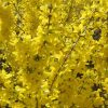Forsythia x intermedia MIKADOR ® - Aranycserje