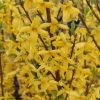 Forsythia x intermedia WEEK-END ® - Aranycserje
