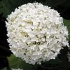 Hydrangea arborescens ANNABELLE - Fehér gömb virágú cserjés hortenzia