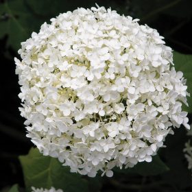   Hydrangea arborescens ANNABELLE - Fehér gömb virágú cserjés hortenzia