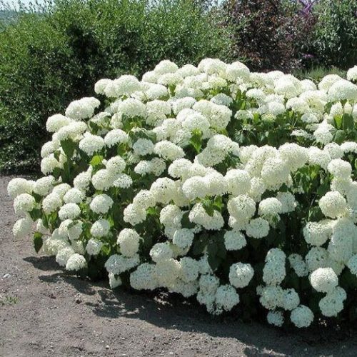 Hydrangea arborescens ANNABELLE - Fehér gömb virágú cserjés hortenzia