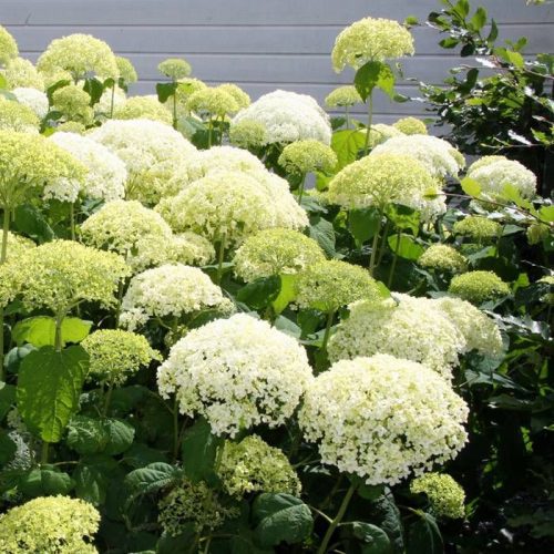 Hydrangea arborescens ANNABELLE - Fehér gömb virágú cserjés hortenzia