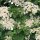 Hydrangea anomala ssp. petiolaris - Kúszó hortenzia