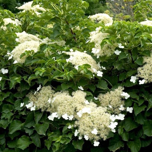 Hydrangea anomala ssp. petiolaris - Kúszó hortenzia
