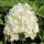 Hydrangea paniculata BOBO® - Fehér bugás hortenzia