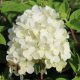 Hydrangea paniculata BOBO® - Fehér bugás hortenzia