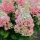 Hydrangea paniculata CANDLELIGHT ® - Fehér, bugás hortenzia