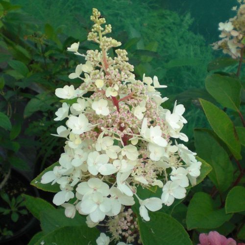 Hydrangea paniculata CANDLELIGHT ® - Fehér, bugás hortenzia