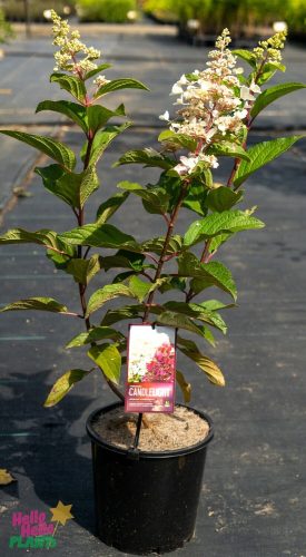 Hydrangea paniculata CANDLELIGHT ® - Fehér, bugás hortenzia
