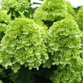 Hydrangea paniculata MOJITO ® - Bugás hortenzia