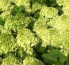 Hydrangea paniculata MOJITO ® - Bugás hortenzia