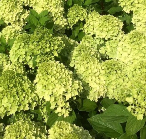 Hydrangea paniculata MOJITO ® - Bugás hortenzia