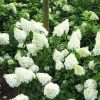 Hydrangea paniculata MOJITO ® - Bugás hortenzia