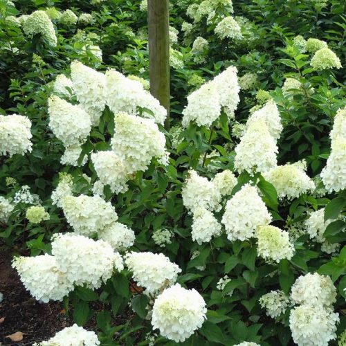Hydrangea paniculata MOJITO ® - Bugás hortenzia