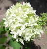 Hydrangea paniculata SHKYFALL® - Bugás hortenzia