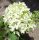 Hydrangea paniculata SHKYFALL® - Bugás hortenzia