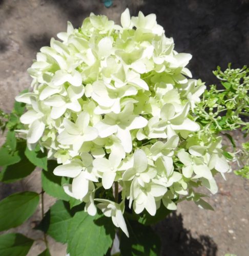 Hydrangea paniculata SHKYFALL® - Bugás hortenzia