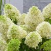 Hydrangea paniculata SHKYFALL® - Bugás hortenzia
