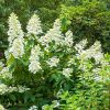 Hydrangea paniculata TARDIVA - Bugás hortenzia