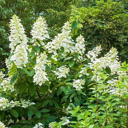 Hydrangea paniculata TARDIVA - Bugás hortenzia
