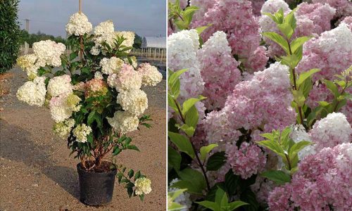 Hydrangea paniculata VANILLE FRAISE ® - Bugás hortenzia