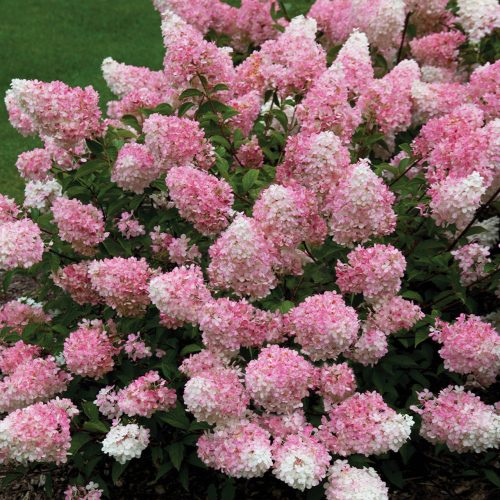 Hydrangea paniculata VANILLE FRAISE ® - Bugás hortenzia