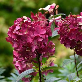  Hydrangea paniculata WIM'S RED® - Bordó bugás hortenzia