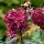 Hydrangea paniculata WIM'S RED® - Bordó bugás hortenzia