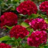 Hydrangea paniculata WIM'S RED® - Bordó bugás hortenzia
