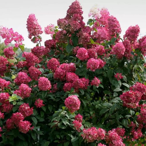 Hydrangea paniculata WIM'S RED® - Bordó bugás hortenzia