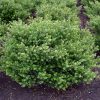 Ilex crenata GLORIE DWARF ® - Aprólevelű magyal