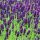 Lavandula angustifolia HIDCOTE - Sötétkék angol vagy közönséges levendula