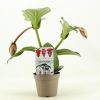 Medinilla Magnefica - Pompás medinilla