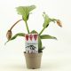 Medinilla Magnefica - Pompás medinilla