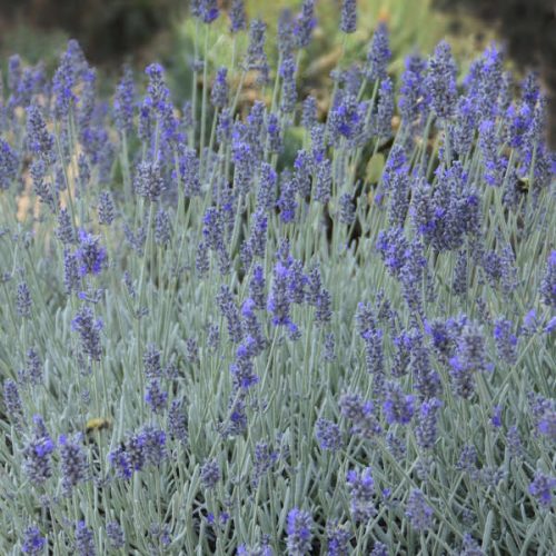 Lavandula x intermedia SILVER MIST - Keskenylevelű (angol) levendula
