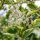 Ligustrum ovalifolium AUREUM - Aranytarka széleslevelű fagyal