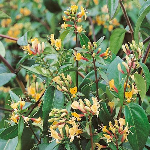 Lonicera henryi COPPER BEAUTY ® - Futólonc