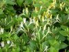 Lonicera japonica HALLIANA - Japán futólonc