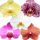 Phalaenopsis Authentic 2 Tak - Orchidea