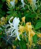 Lonicera japonica HALL'S PROLIFIC - Japán futólonc